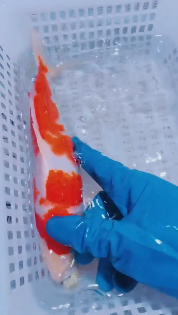 锦鲤血统锦鲤全场包邮147