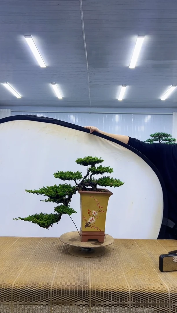 无花朵0000000000000