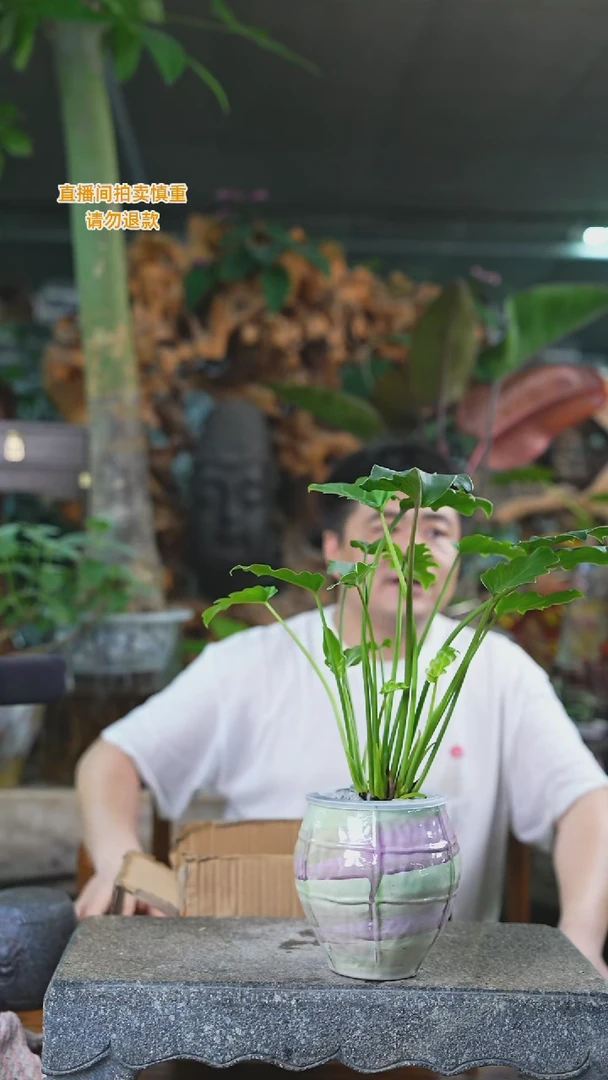 当前无花栽培后可以开花小天使299T