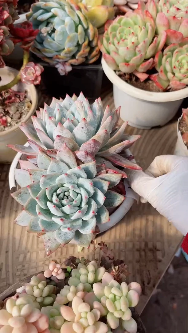 【闪购商品】06321