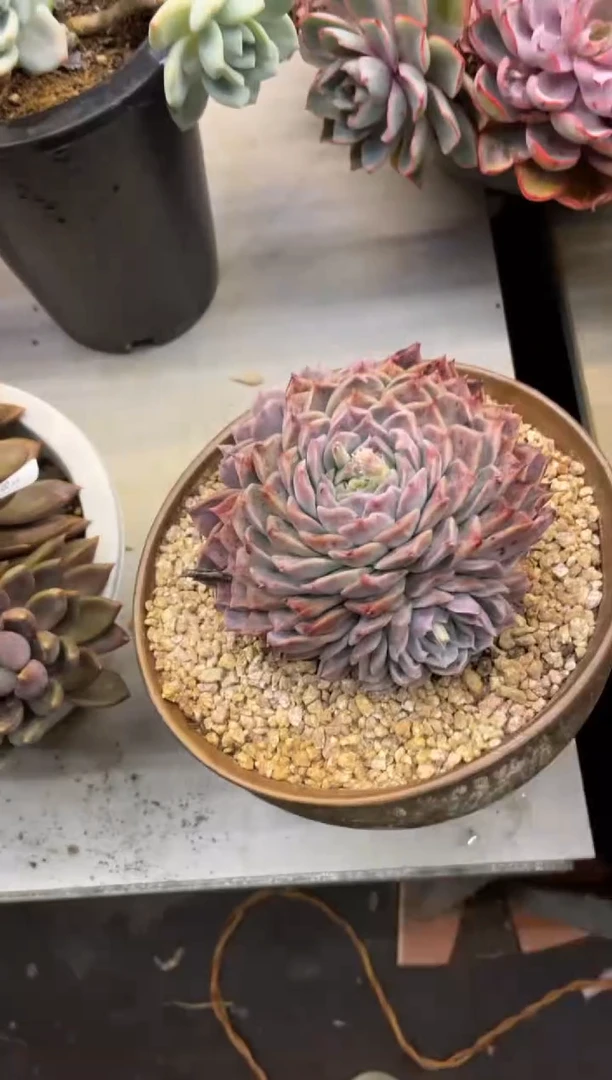 【闪购商品】193波塞冬