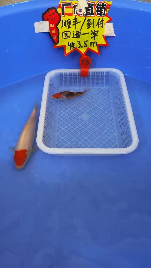 锦鲤活体二号链接
