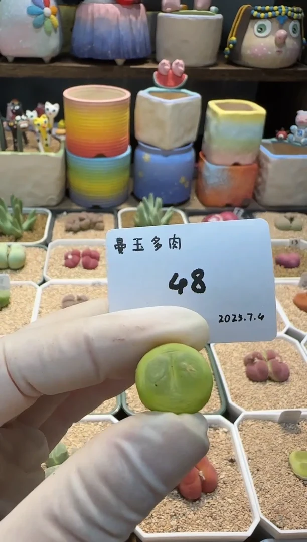 拖****鞋25.7.4-48拖鞋