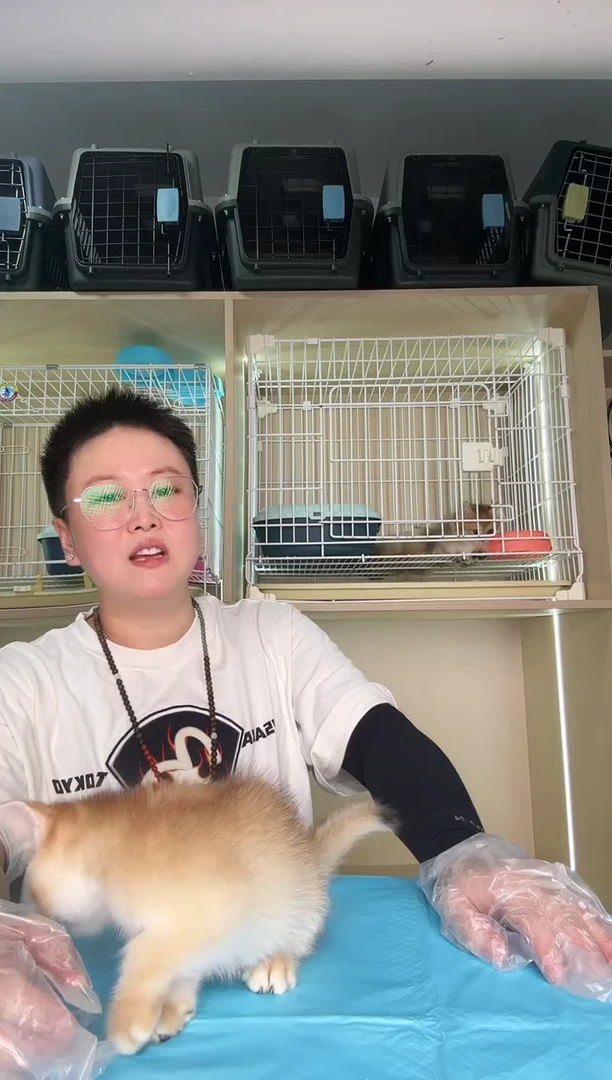 金渐层二*包包咪丫宠物