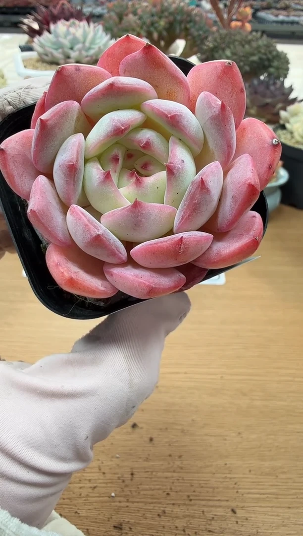 东云多肉园二店-36