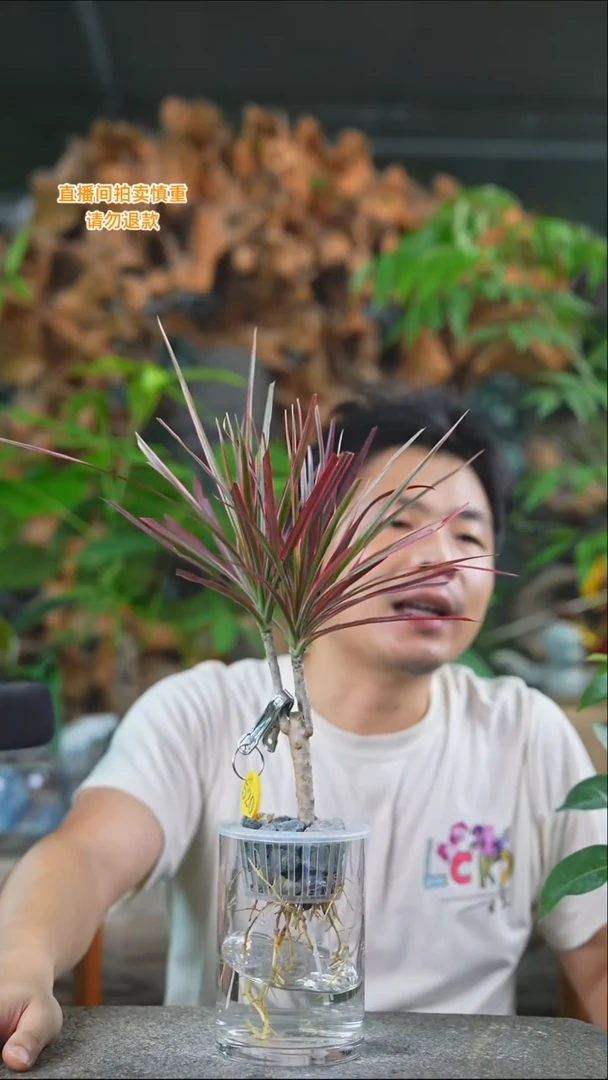 完全开放千年木520T