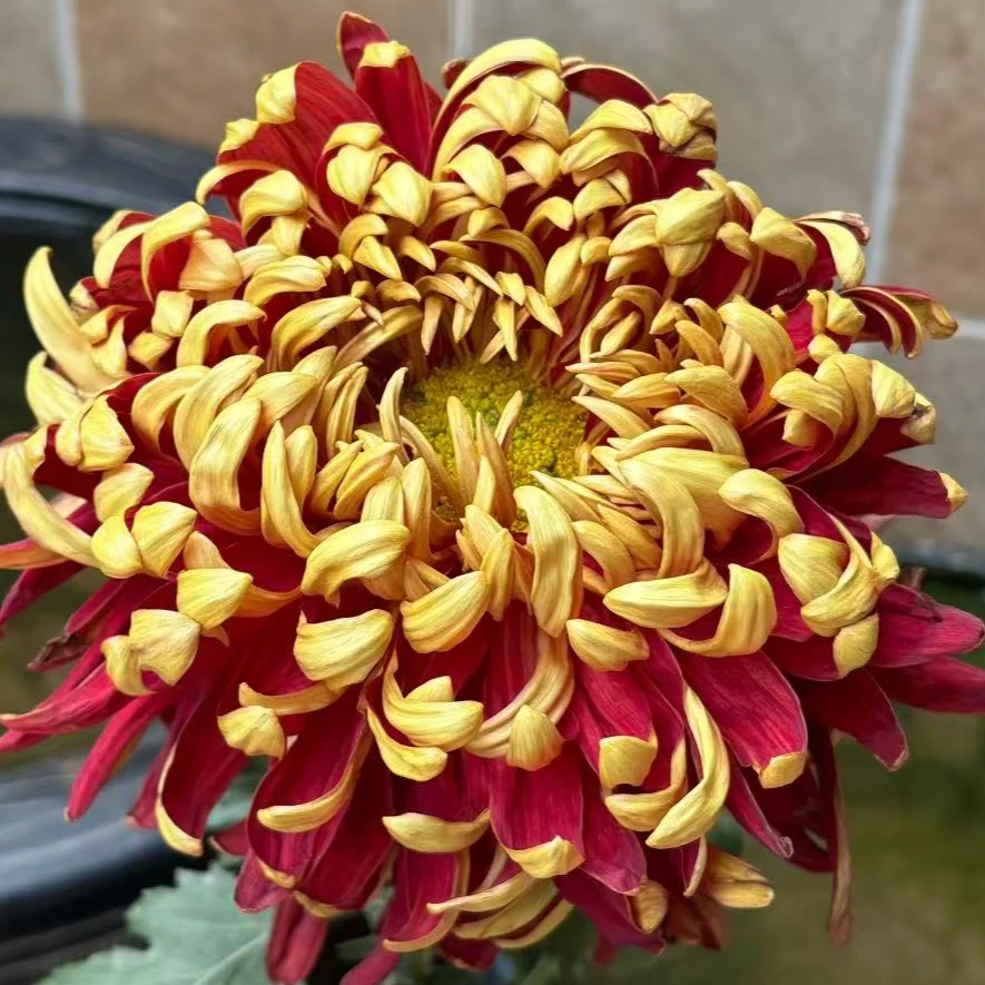 【泥金红莲】菊花盆栽带花苞发货特色开花特色花卉绿植