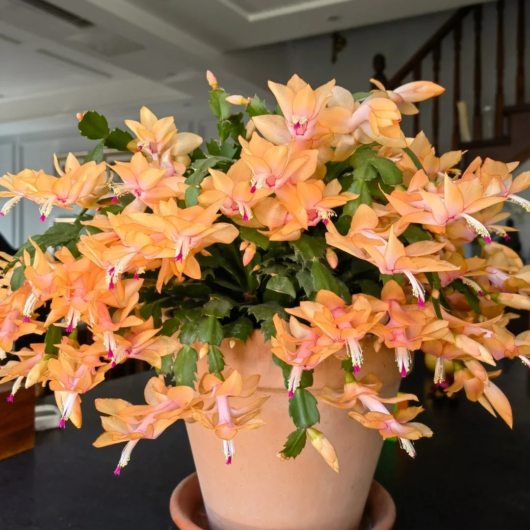 蟹爪兰观花盆栽好看耐寒耐热耐阴适合花期阳台庭院种植基地直发