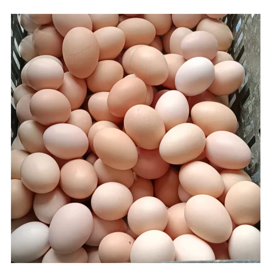 一只框【五个规格】