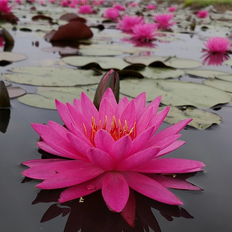 曼拉睡莲根块带芽带花苞水培植物水养莲花四季池塘水生花卉荷花苗