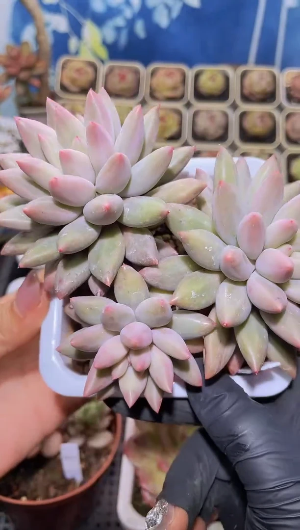 【闪购商品】508虞美人群