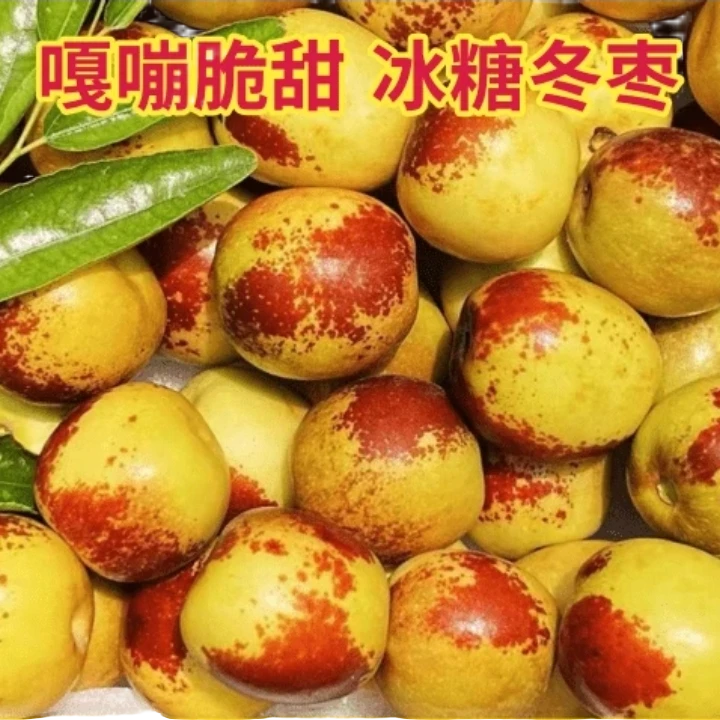 A【次日达】大荔冬枣新鲜采摘，今天拍明天到陕西省