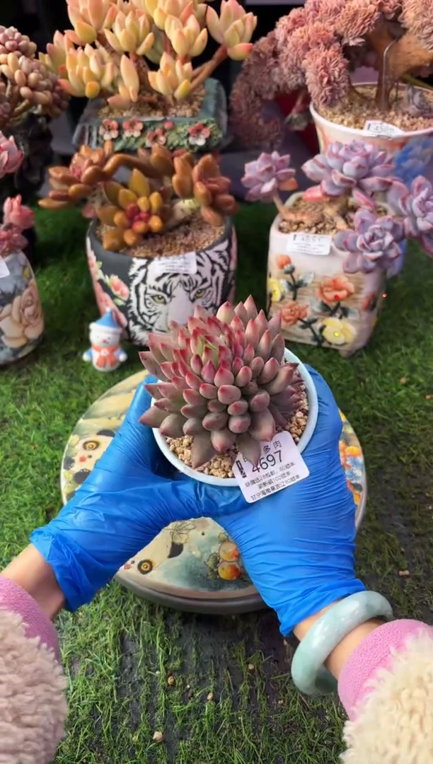 昆明印象多肉4697