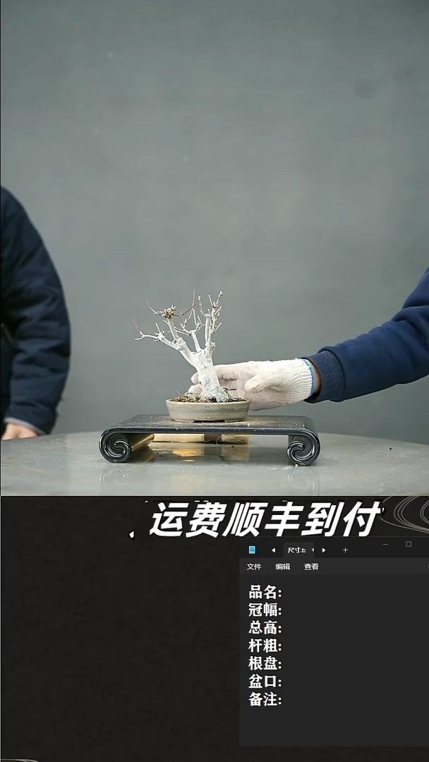 【闪购商品】67山红叶