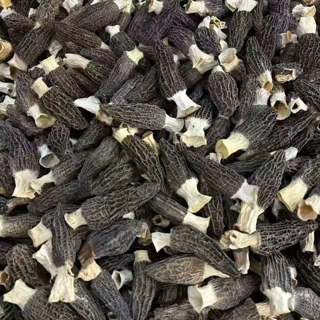 云南高山头茬羊肚菌肉质厚菌香浓郁