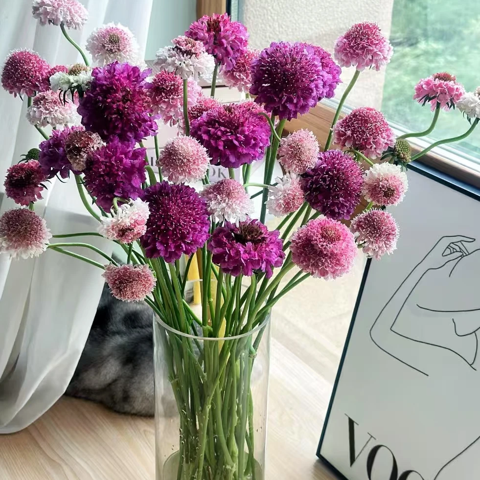 【一品花集】2扎【花边紫+草莓琥珀】松虫草