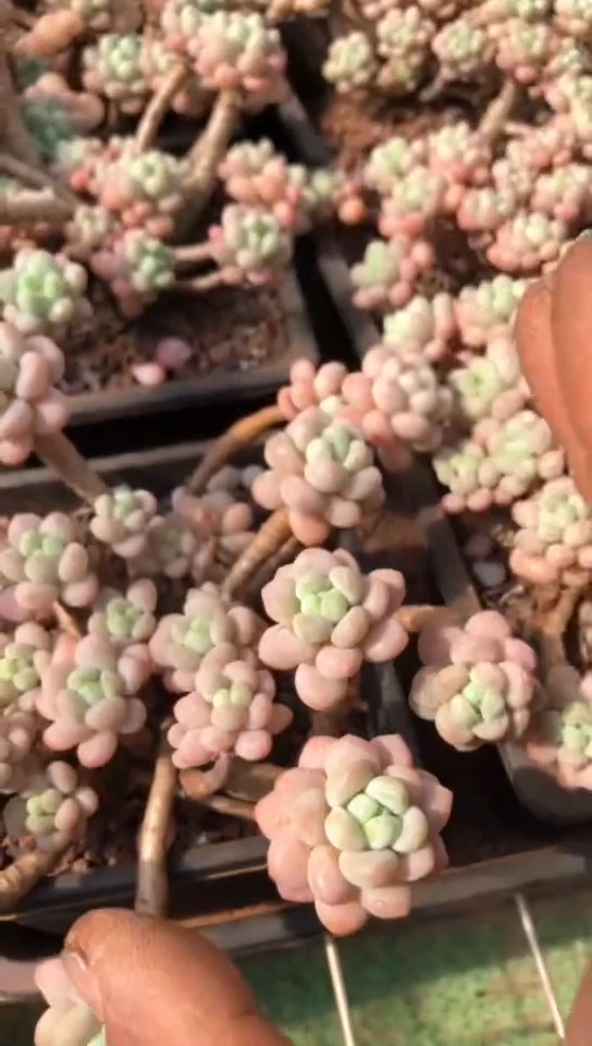 【闪购商品】鱼子酱【洛可可】