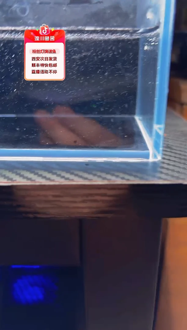 灯科鱼绛****力新彩虹