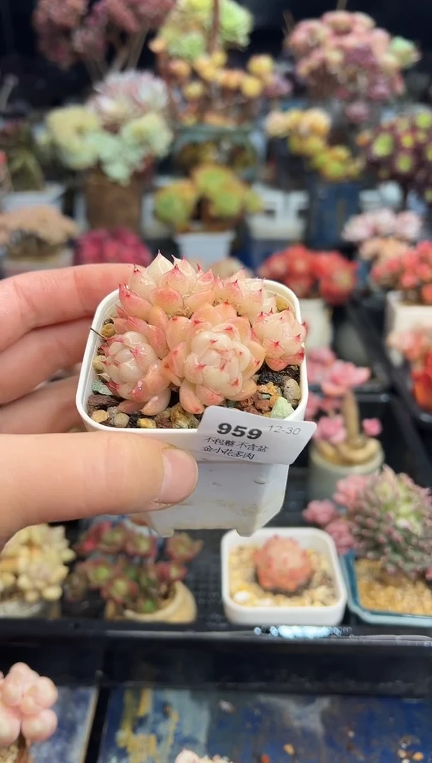 【闪购商品】959不带盆