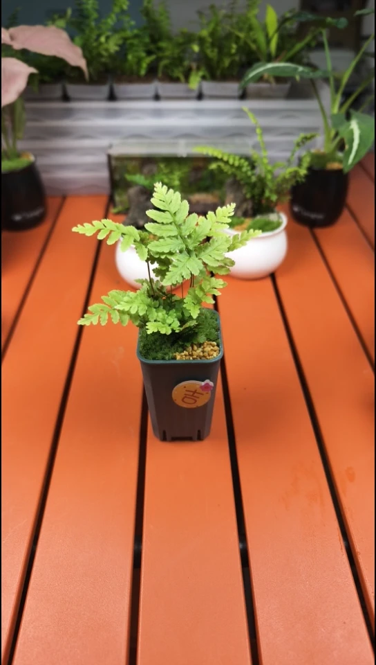 无花朵大洋迷你彩虹蕨