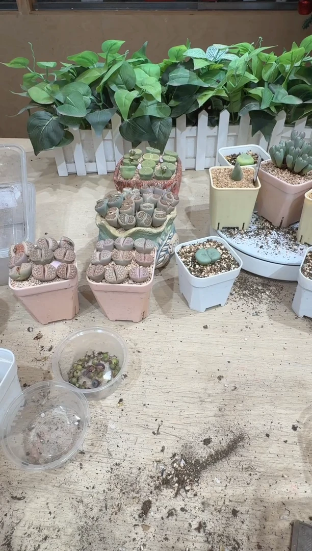 开***?29-364多肉植物肉锥10颗