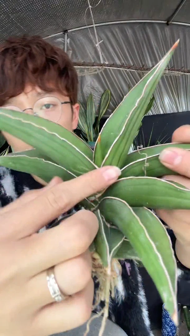 【闪购商品】玫瑰武士裸根9.9