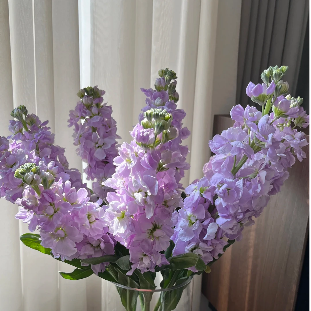 【紫色紫罗兰5支】京津冀今天拍明天到全场任意两单升级保温棉