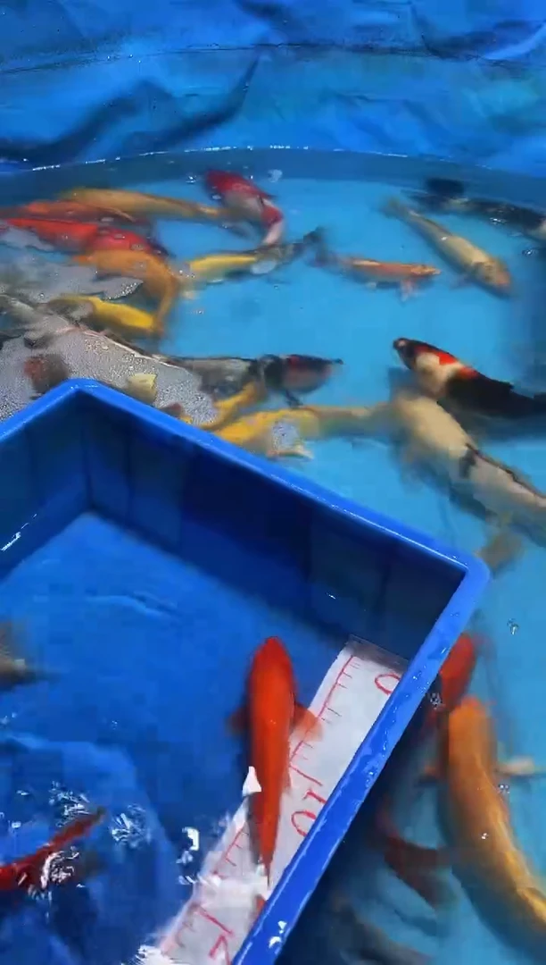 锦鲤拍照为准........