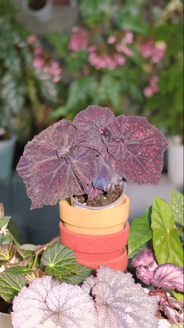 完全开放巧克力樱桃