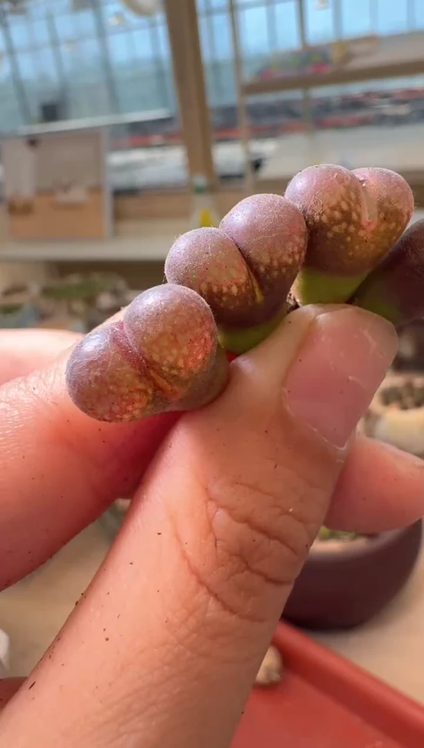 14-59多肉植物肉锥