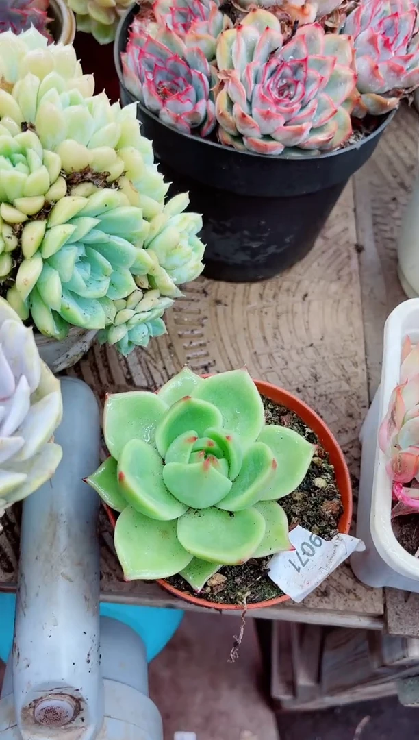 皮****＞09071多肉植物一物一拍