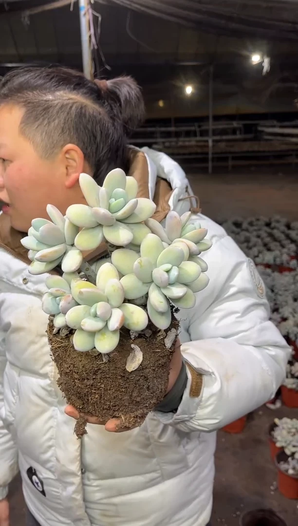 【闪购商品】58-雪美人老桩6.8