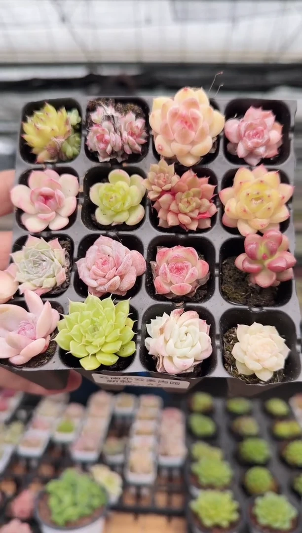 东云多肉园新款-47