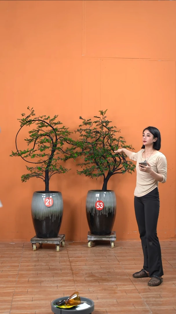 无花朵秋*冬广东小叶紫檀