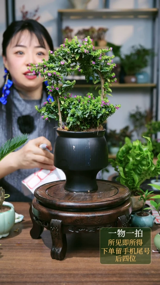 【闪购商品】55--6558满天星黑