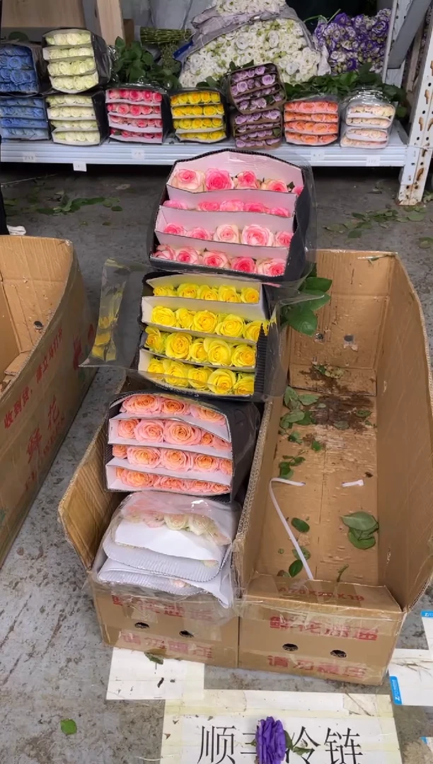 小白兔20枝+微光20枝+爱莎20枝+浪漫沙滩20枝