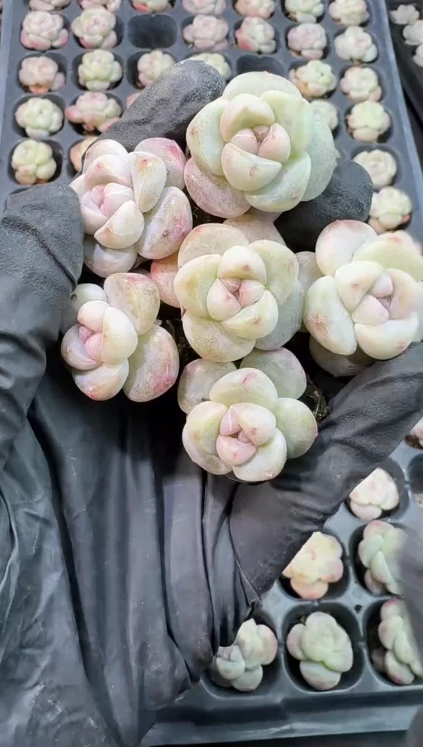 【闪购商品】02号到手（6）棵--江北多肉