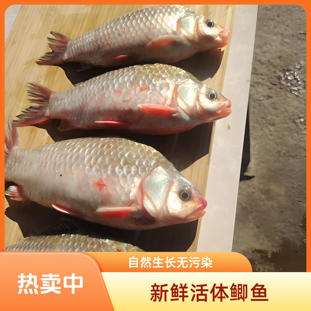 骆马湖天然肥美鲫鱼，肉质柔软无腥味，5斤起送，每个4两以上