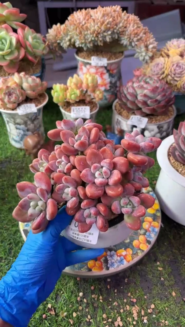 昆明印象多肉0431