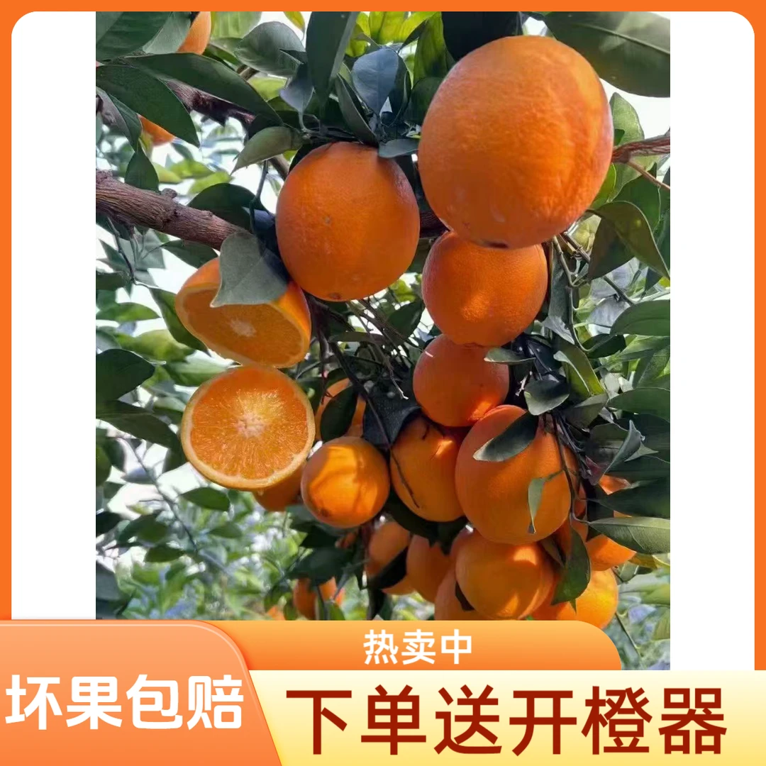 【京东包邮】当季赣南甜脐橙现摘新鲜水果手剥橙寻乌产地直发