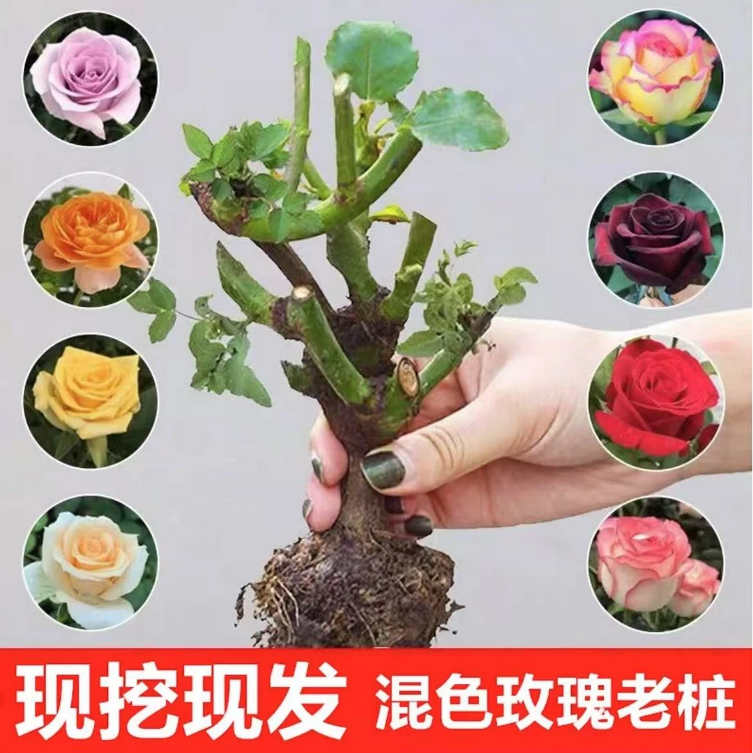 玫瑰花老桩香水玫瑰老桩混色玫瑰花茶室盆栽地栽可种5年老桩