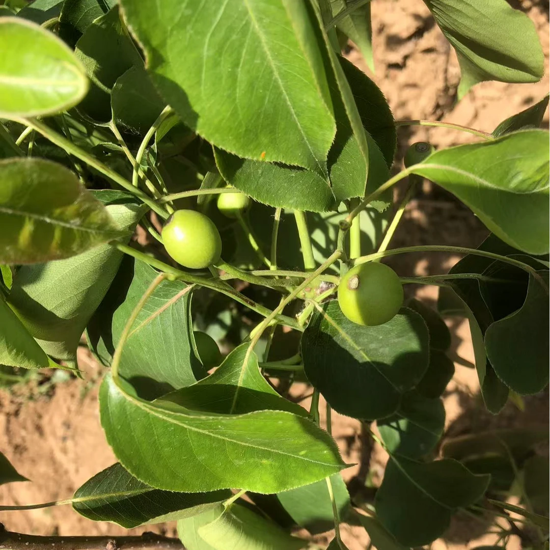 梨树树葡萄树苗果树苗出售直播山楂树果树石榴树盆栽柿子树苗