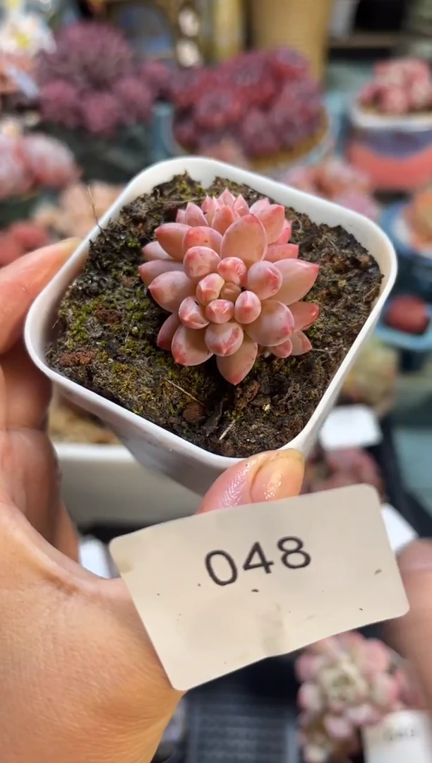048双头奶糖多肉