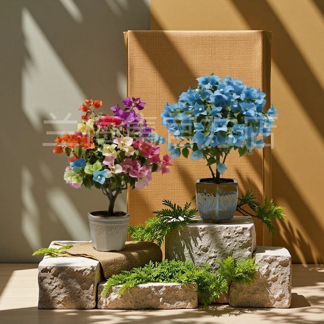 秋季稀有新品【彩韵冰蓝】三角梅盆栽花卉四季勤花好养带土带根带叶