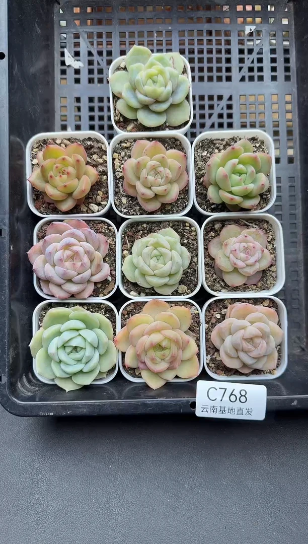 珍妮杂交多肉C768