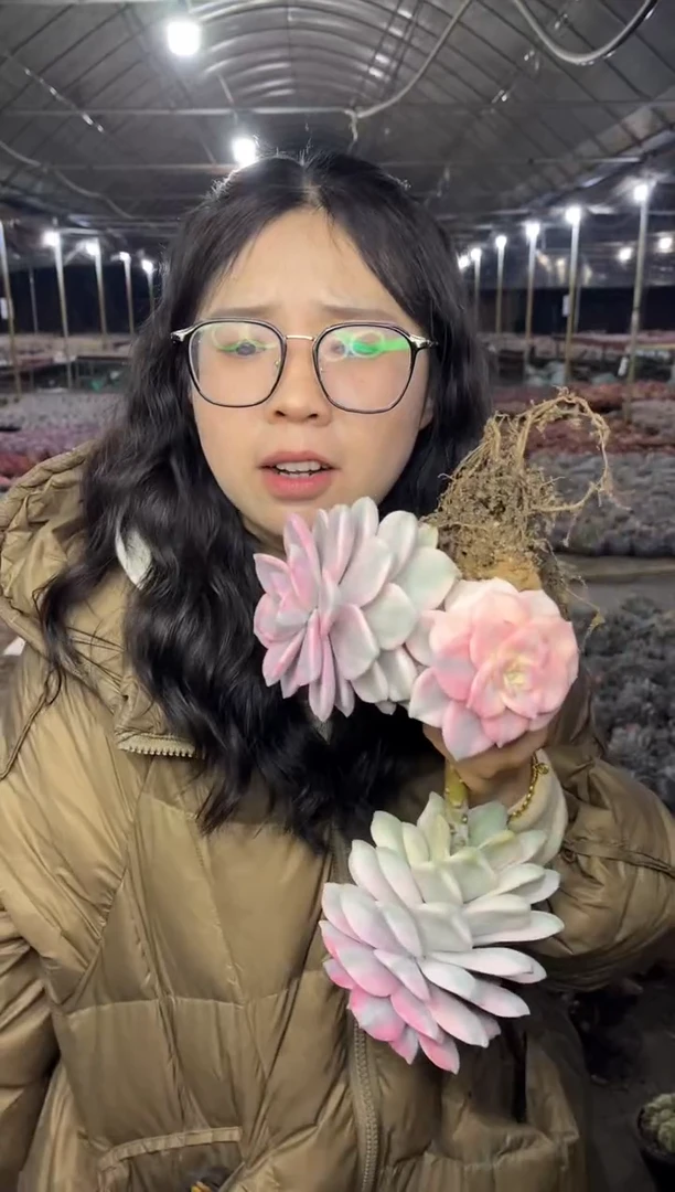 【闪购商品】9-紫乐锦39.99