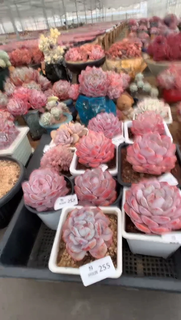 256星影多肉植物一物一拍