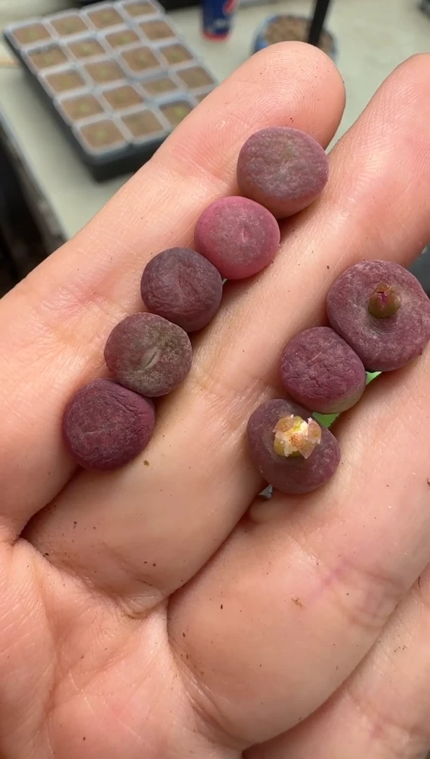 58多肉植物肉锥一颗