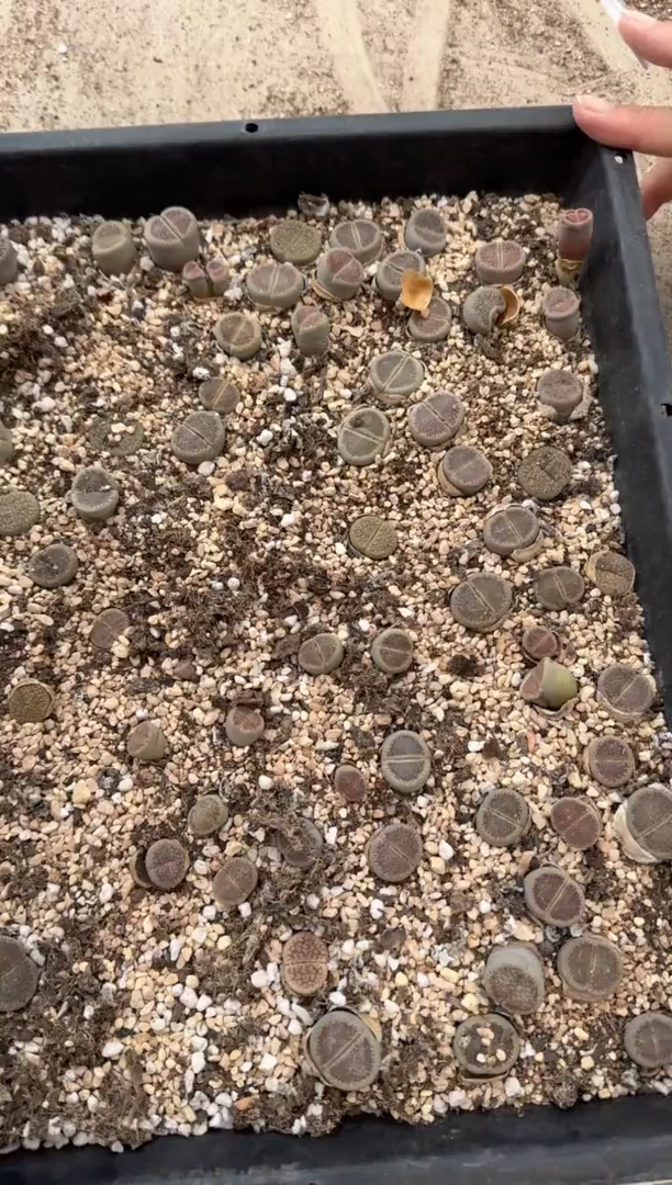 13-59多肉植物肉锥