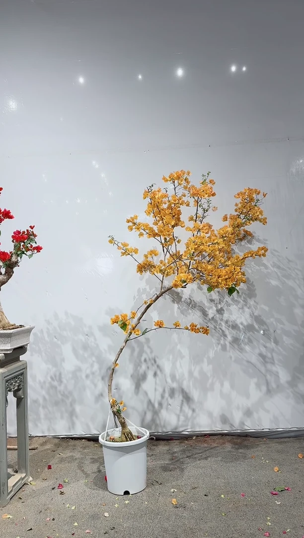 【闪购商品】盆景金色光辉